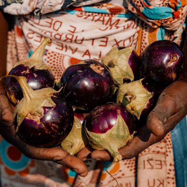Aubergines are harvested and sold at the nearby market. Aubergines are harvested and sold at the nearby market.