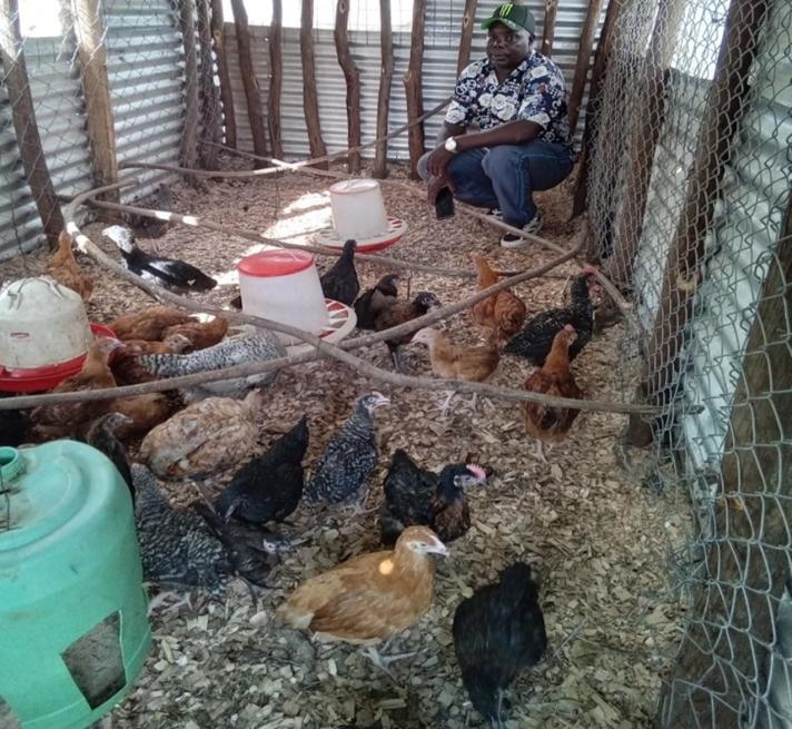 Mr Buchumi at his household poultry yard attending to his chicken. ©Francis Ekiru/FAO