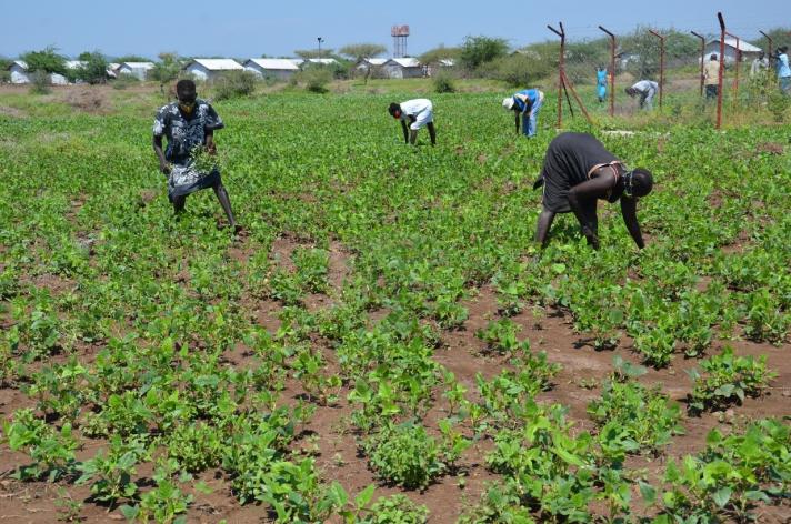 FAO, through an EUTF-funded project, provides seeds and extension services to maximize crop production. ©Francis Ekiru/FAO