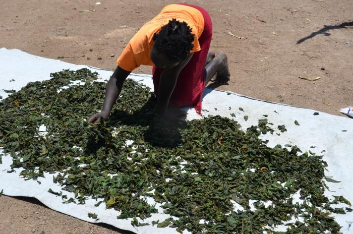 Preservation of excess vegetables using technologies disseminated to the community through Agri-nutrition trainings offered by FAO. ©Francis Ekiru/FAO