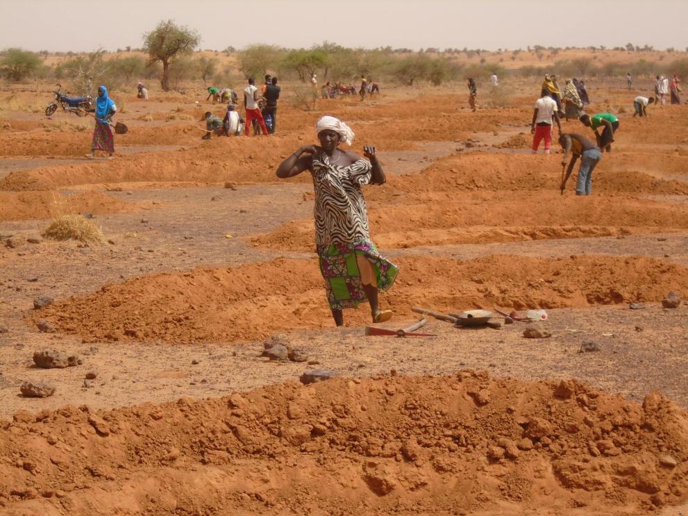 Au Niger, une ambitieuse campagne de récupération des terres lancée dans la région de Tahoua