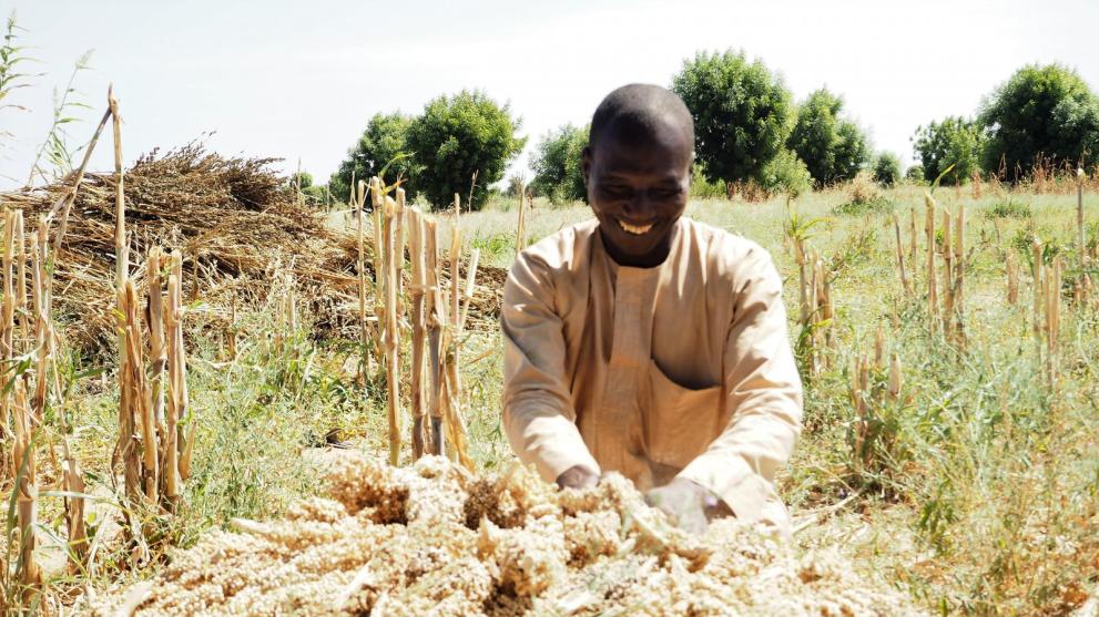 43-year-old Tijani Mohammed spreading out his stalks of millet on the ground