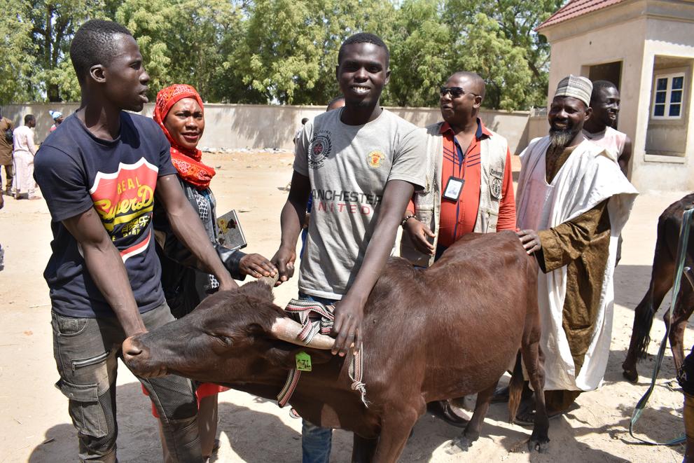 150 bulls distributed to Borno’s youth to provide them with a much-needed source of income and prevent radicalization