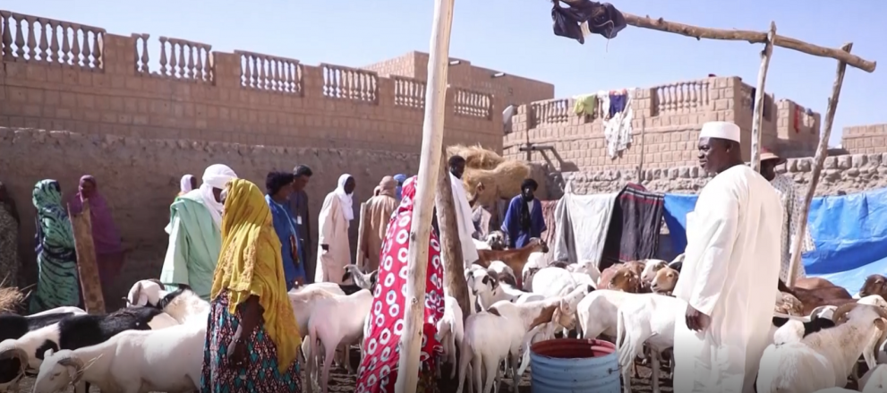 L’embouche ovine au centre des activités de l'Association multifonctionnelle « Les sages de Sankor » dans la commune de Tombouctou. L’embouche ovine au centre des activités de l'Association multifonctionnelle « Les sages de Sankor » dans la commune de Tombouctou.