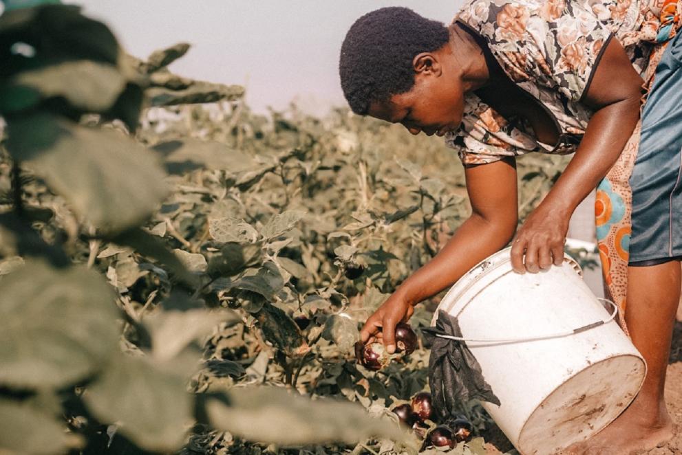 A farmer tends to her eggplants in Kalobeyei settlement. A farmer tends to her eggplants in Kalobeyei settlement.