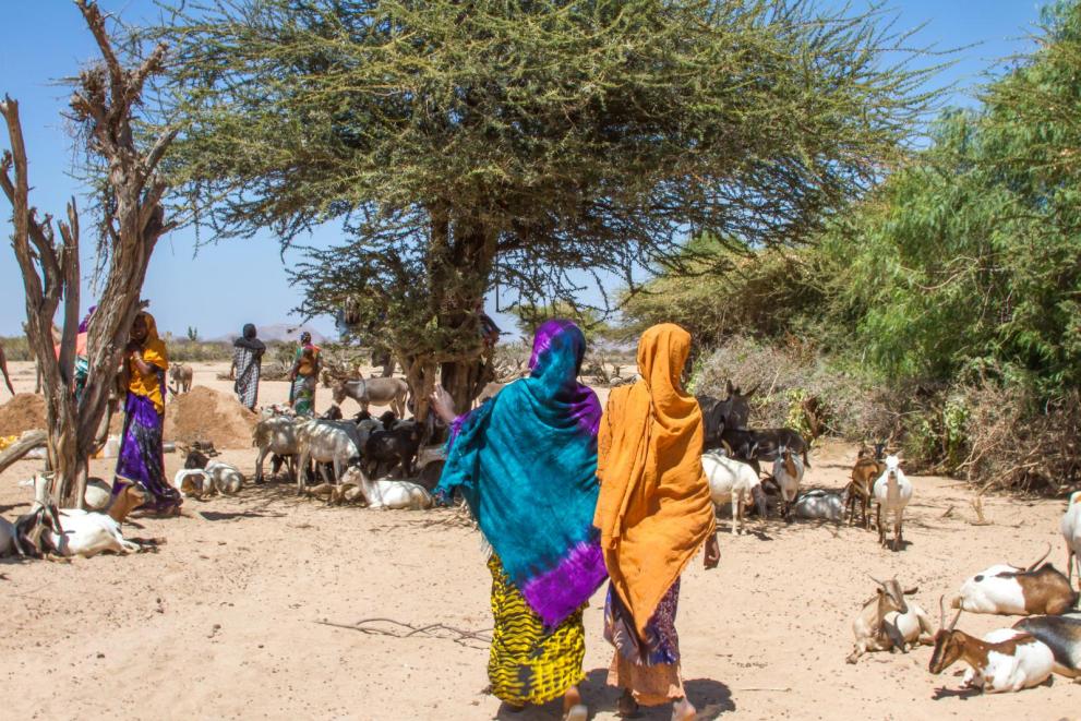 Last year 31,300 people participated in peace building activities and 18,400 jobs were created in the Horn of Africa. Last year 31,300 people participated in peace building activities and 18,400 jobs were created in the Horn of Africa.