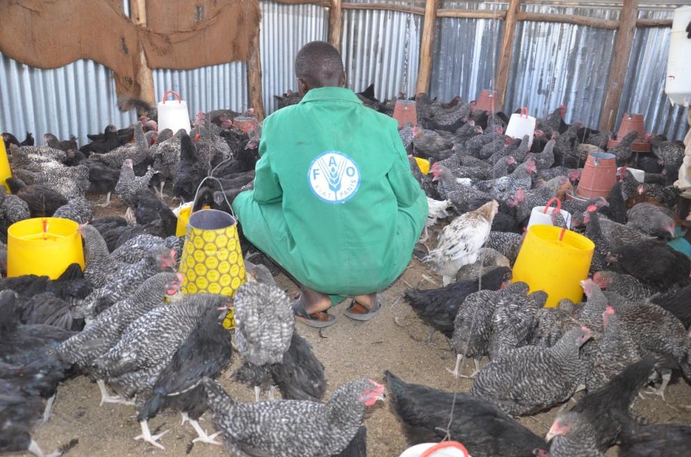 Poultry unit in Kalobeyei settlement Village 2.  ©Francis Ekiru/FAOKE
