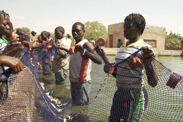 CERTIFICAT DE QUALIFICATION DE BASE