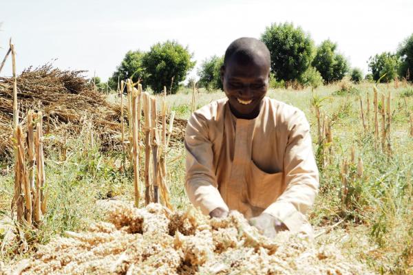 43-year-old Tijani Mohammed spreading out his stalks of millet on the ground