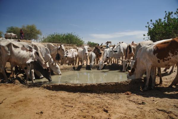 Former les petits agriculteurs et renforcer les organisations paysannes au Tchad, pour améliorer les conditions de vie des plus vulnérables