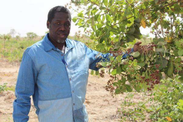 Tidiane Traoré, ancien migrant et producteur d’anacarde : « En rentrant au pays, on crée de l’emploi, on combat la pauvreté et on empêche nos jeunes d’aller mourir dans les eaux de la Méditerranée »