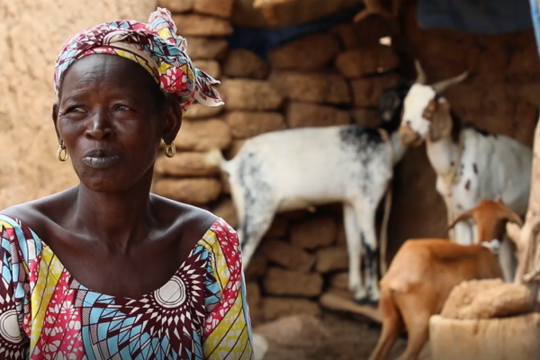 Dans la région de Mopti, les caprins améliorent les revenus des ménages vulnérables et la situation nutritionnelle des enfants