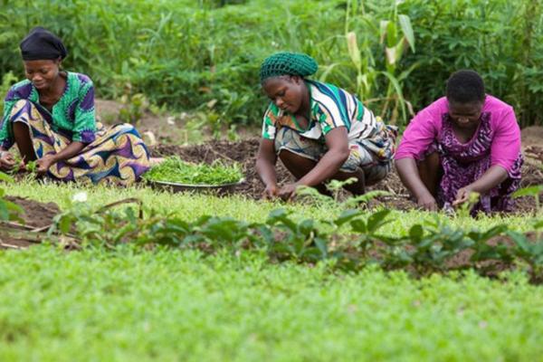 The EUTF launches GrEEn, a project to create green jobs for at least 5,000 people in Ghana