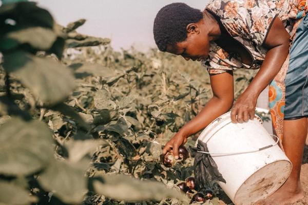 A farmer tends to her eggplants in Kalobeyei settlement.